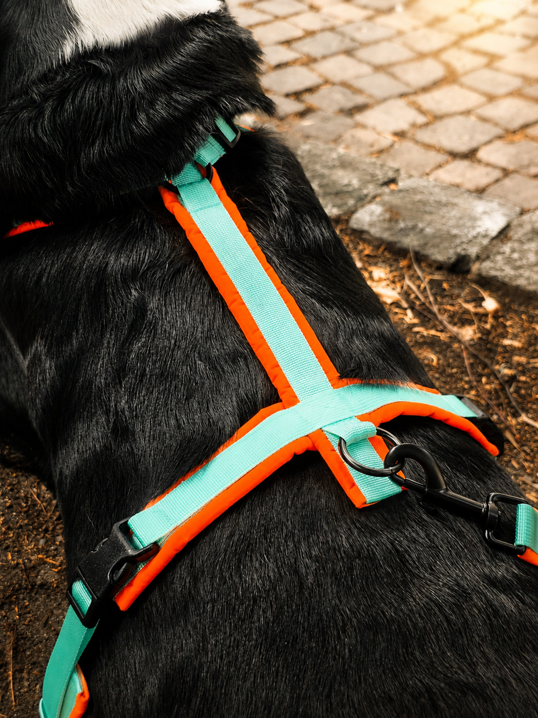 Geschirr Neon-Orange/Minze