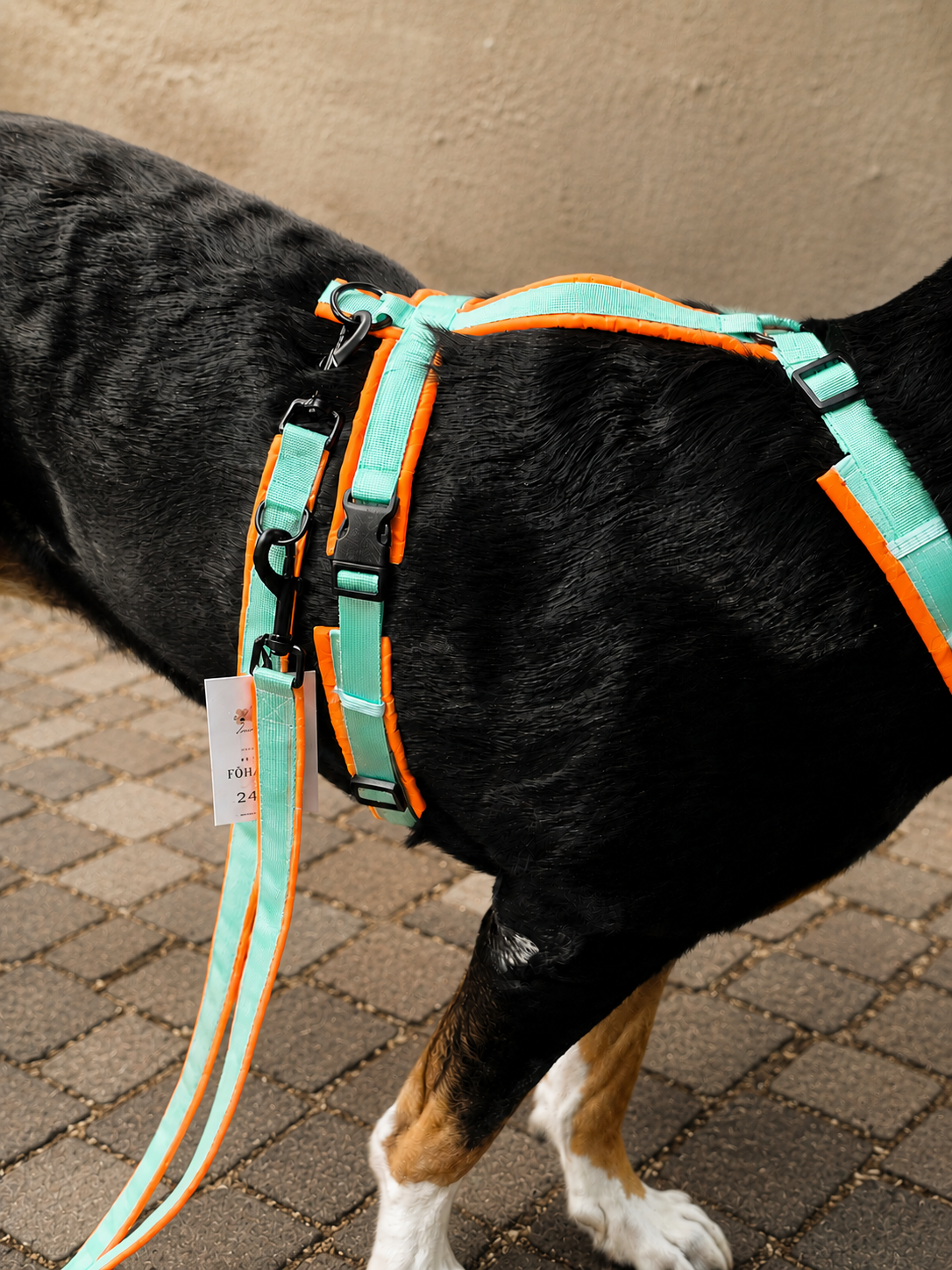 Geschirr Neon-Orange/Minze