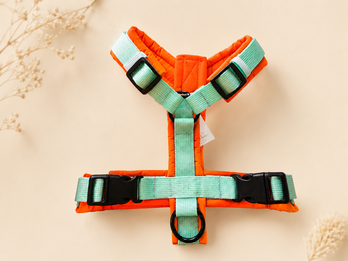 Geschirr Neon-Orange/Minze